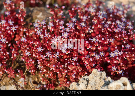 Sky Stone-crop, Baby-blue Stone-crop, Red-leaf Stone-crop, Sky Stonecrop, Baby-blue Stonecrop, Azure Stonecrop, Azure Stone-crop, Blue Stonecrop, Blue Stone-crop, Red-leaf Stonecrop (Sedum caeruleum), blooming Stock Photo