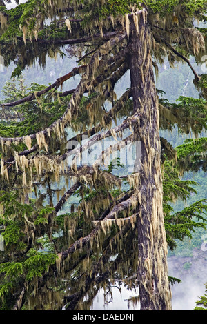 mountain hemlock (Tsuga mertensiana), with Horsehair Lichen, Bryoria capillaris, Canada, British Columbia, Tongass National Forest, Misty Fjords National Monument Stock Photo