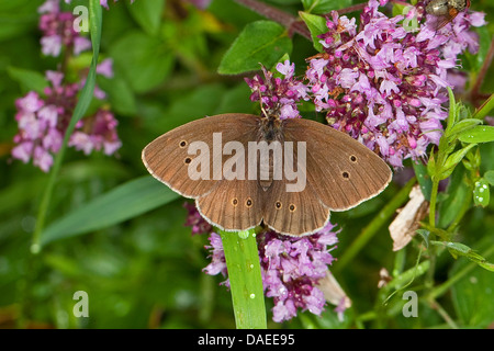 ringlet (Aphantopus hyperantus), searching for nectar, Germany Stock Photo