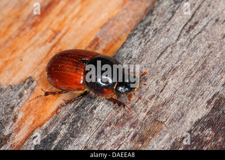 Dung Beetle, Dung-Beetle (Aphodius fimetarius, Scarabaeus fimetarius), sitting on wood, Germany Stock Photo