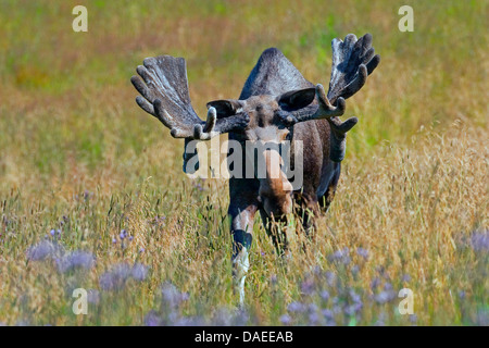 moose, elk (Alces alces), bull moose standing on grass and feeding Stock Photo