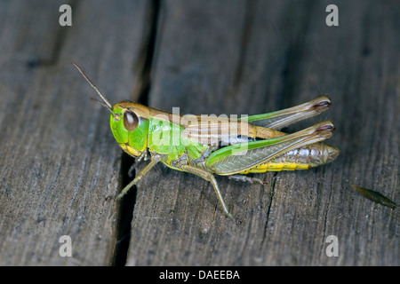 common meadow grasshopper (Chorthippus parallelus, Chorthippus longicornis), sitting on wood, Germany Stock Photo