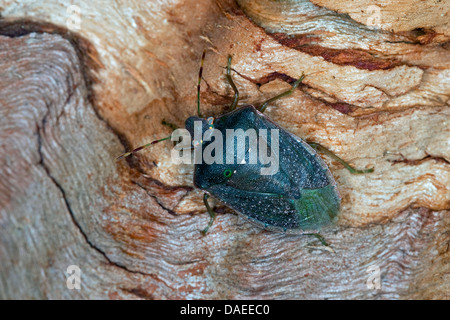 Southern green stink bug, Green vegetable bug, Southern Green Shieldbug (Nezara viridula forma torquata, Nezara viridula torquata), sitting on wood Stock Photo