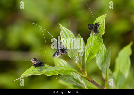 Green Longhorn, Green Long-horn (Adela reaumurella, Phalaena reaumurella, Phalaena viridella, Adela viridella), males on leaves, Germany Stock Photo