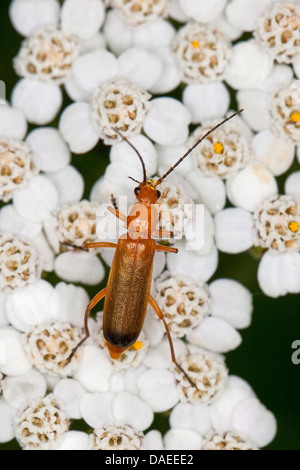 common red soldier beetle bloodsucker beetle hogweed bonking beetle (Rhagonycha fulva), on a yarrow, Germany Stock Photo