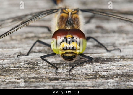 black sympetrum (Sympetrum danae), young male, sitting on wood, portrait, Germany Stock Photo
