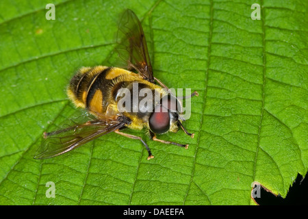 Deathskull Fly, Deathskull hoverfly (Myathropa florea), sitting on a leaf, Germany Stock Photo