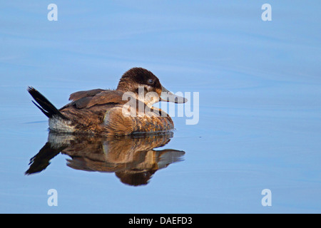 ruddy duck (Oxyura jamaicensis), female, swimming, USA, Florida, Merritt Island Stock Photo