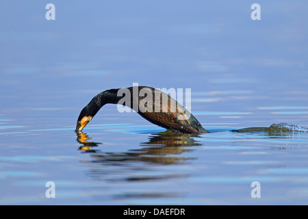 great cormorant (Phalacrocorax carbo), started diving in the water, Greece, Kerkinisee Stock Photo