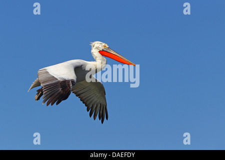 Dalmatian pelican (Pelecanus crispus), flying, breeding plumage, Greece, Kerkinisee Stock Photo