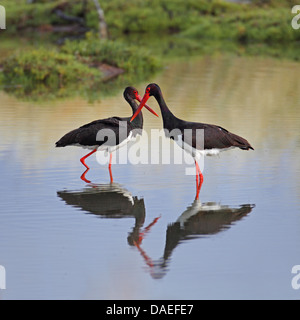 black stork (Ciconia nigra), two storks in shallow water standing adverse, Greece, Lesbos Stock Photo