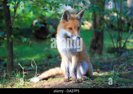 red fox (Vulpes vulpes), fox kit, Germany Stock Photo