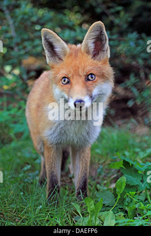 red fox (Vulpes vulpes), fox kit, Germany Stock Photo