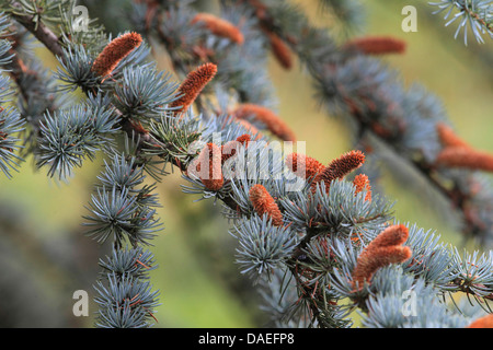 Blue cedar (Cedrus atlantica 'Glauca', Cedrus atlantica Glauca), branches with male flowers Stock Photo