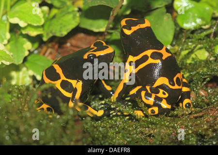 yellow-banded poison dart frog, yellow banded poison frog, bumble bee poison arrow frog (Dendrobates leucomelas), two individuals on the ground