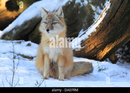 Corsac fox (Vulpes corsac), in winter, Germany Stock Photo