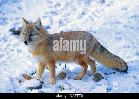 Corsac fox (Vulpes corsac), in winter Stock Photo