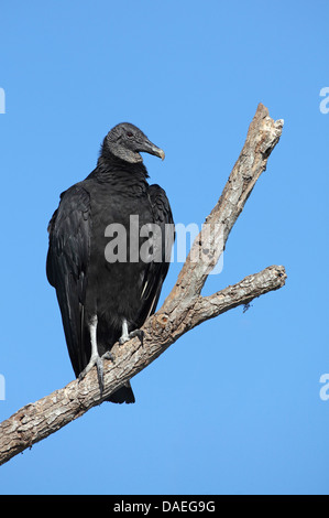 American black vulture (Coragyps atratus), sitting on a dead tree, USA, Florida, Myakka River State Park Stock Photo