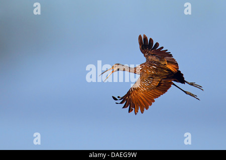 limpkin (Aramus guarauna), flying and calling, USA, Florida Stock Photo