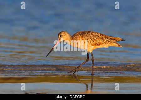 Marbled godwit (Limosa fedoa), looking for food in shallow water, USA, Florida, Sanibel Island Stock Photo