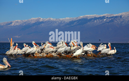 Dalmatian pelican (Pelecanus crispus), Dalmatian pelicans in breeding plumage standing on an island in lake Kerkini, Greece, Lake Kerkini Stock Photo