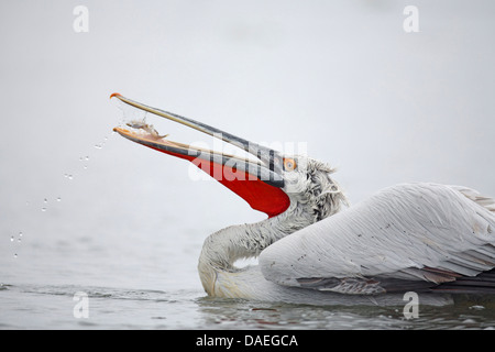 Dalmatian pelican (Pelecanus crispus), a Dalmatian pelican feeds a small fish, Greece, Lake Kerkini Stock Photo