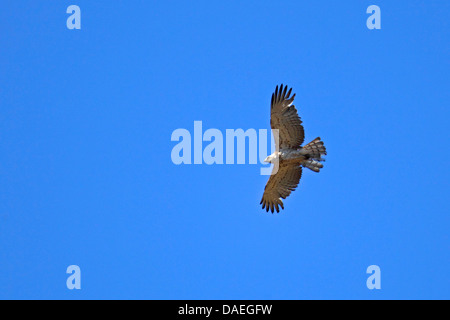 short-toed eagle (Circaetus gallicus), soaring, Greece, Lesbos Stock Photo