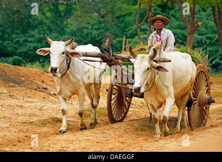 domestic cattle (Bos primigenius f. taurus), man transporting hay on a bullock cart, Burma, Bagan Stock Photo