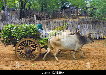domestic cattle (Bos primigenius f. taurus), woman transporting plants on a bullock cart, Burma, Bagan Stock Photo