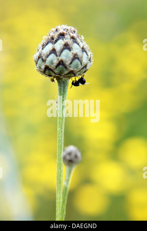 Bud and insect Stock Photo