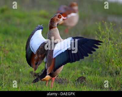 Egyptian goose (Alopochen aegyptiacus), male standing on a meadow and flapping the wings, Netherlands, Flevoland Stock Photo