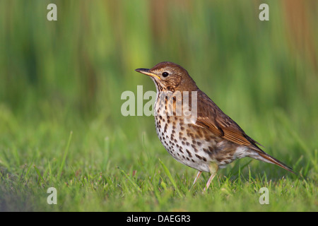 song thrush (Turdus philomelos), standing in a meadow, Netherlands, Frisia Stock Photo