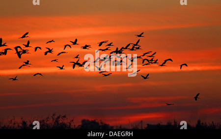 glossy ibis (Plegadis falcinellus), flock flies to the roost after sunset, Spain, Andalusia