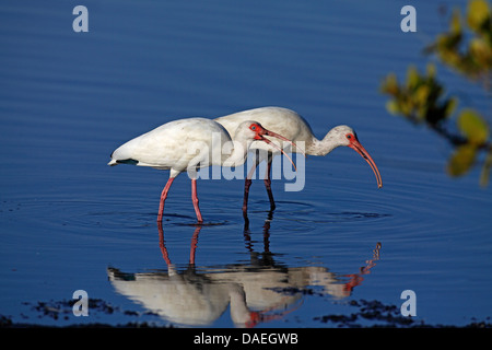 white ibis (Eudocimus albus), two ibis looking for food in shallow water, USA, Florida, Merritt Island Stock Photo