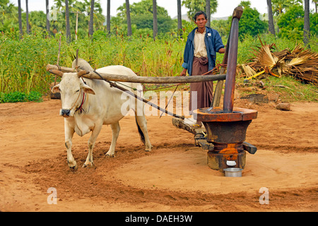 Zebu, Humped Cattle, Indicus Cattle (Bos primigenius indicus, Bos indicus), man is producing palm oil with a press run by an ox, Burma, Bagan Stock Photo