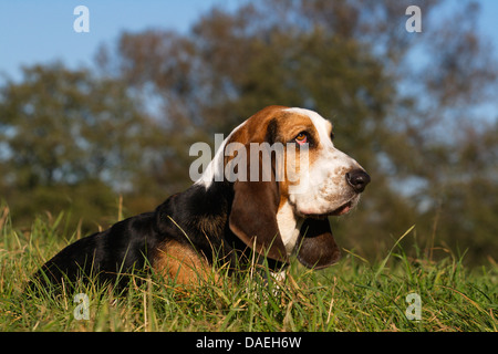 Basset Hound (Canis lupus f. familiaris), male dog lying in a meadow, Germany Stock Photo