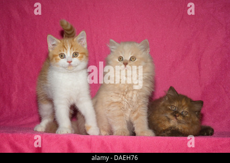 domestic cat, house cat (Felis silvestris f. catus), three nine weeks old kittens, British Shorthair and British Longhair Stock Photo