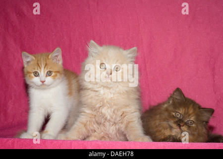 domestic cat, house cat (Felis silvestris f. catus), three nine weeks old kittens, British Shorthair and British Longhair Stock Photo