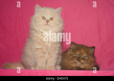 British Longhair, Highlander, Lowlander (Felis silvestris f. catus), two nine weeks old kittens Stock Photo