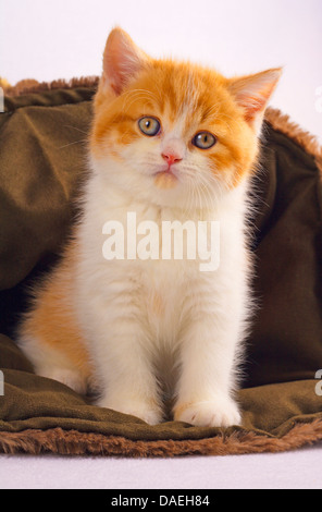 British Shorthair (Felis silvestris f. catus), six weeks old red and white tomcat Stock Photo
