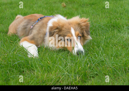 Shetland Sheepdog (Canis lupus f. familiaris), young Shetland Sheepdog lying bored on grass Stock Photo