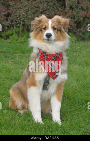 Shetland Sheepdog (Canis lupus f. familiaris), young Shetland Sheepdog with red checkered kerchief sitting in a meadow