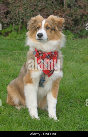 Shetland Sheepdog (Canis lupus f. familiaris), young Shetland Sheepdog with red checkered kerchief sitting in a meadow