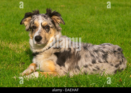 Border Collie (Canis lupus f. familiaris), 6 month old male dog in blue merle lying in a meadow Stock Photo