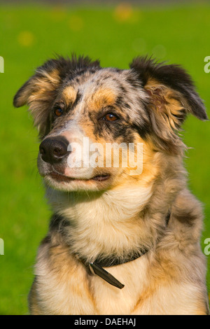 Border Collie (Canis lupus f. familiaris), 6 months old Border Collie in blue merle Stock Photo
