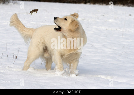 Golden Retriever (Canis lupus f. familiaris), catching a tuft, Germany