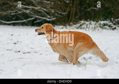 Golden Retriever (Canis lupus f. familiaris), running in the snow, Germany