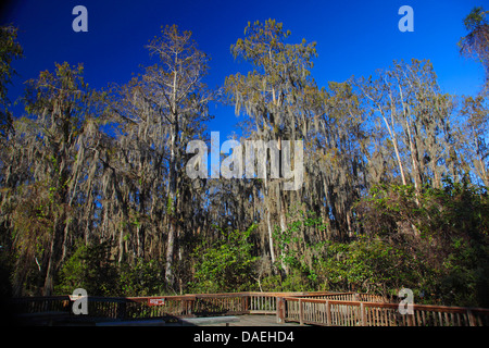 baldcypress (Taxodium distichum), swamp cypress wood with Tillandsia, USA, Florida, Loxahatchee Nature Reserve Stock Photo