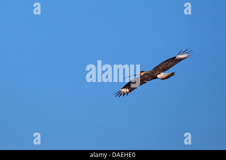 common caracara (Polyborus plancus), flying with nesting material in the bill, USA, Florida Stock Photo