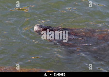 West Indian manatee, Florida manatee, Caribbean manatee, Antillean manatee (Trichechus manatus), nose above the water surface, USA, Florida, Tampa Bay Stock Photo